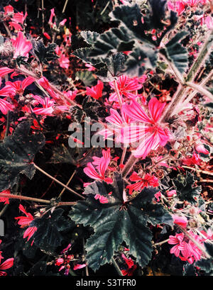 Close up of vivid red flower buds growing among broad green leaves in a ...