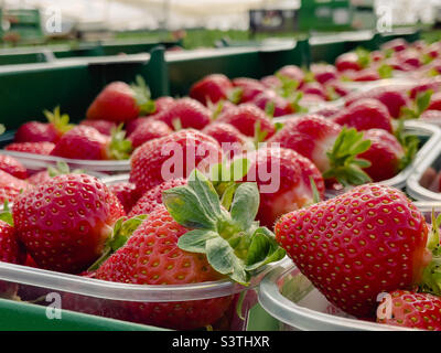 Fresh picked strawberries on a farm Stock Photo