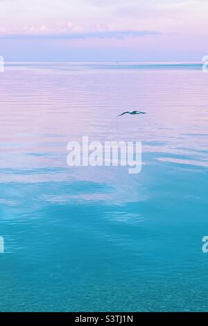 Seagull flying over Lake Ontario with sunset Color’s reflection on water. Stock Photo