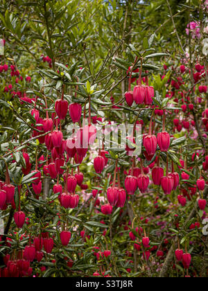 The red flowers of Crinodendron hookerianum, commonly know at the lantern tree. Stock Photo