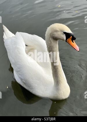 Side view of adult Mute Swan (Cygnus Olor) Stock Photo