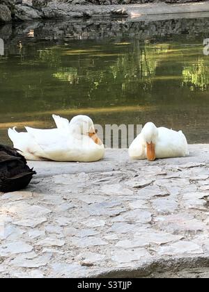 Sleeping Ducks in Athens. Afternoon sleep Stock Photo