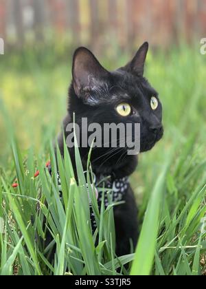 Black cat in tall green grass Stock Photo