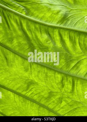 Abstract background of bright green toro leaf Stock Photo