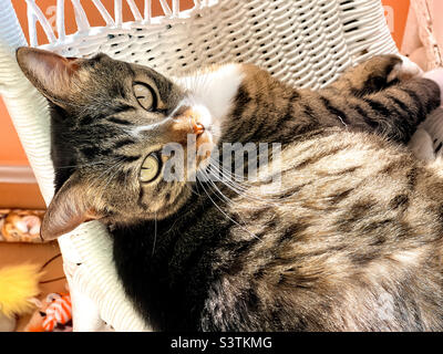 A beautiful short haired female tabby cat in a white chair. Stock Photo