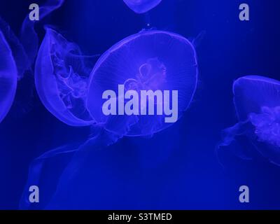 Blue floating jellyfish Stock Photo