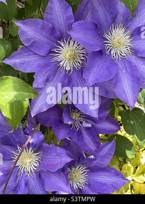 Beautiful purple Clematis blooms in a backyard garden in Utah, USA. Stock Photo