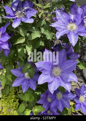 Beautiful purple Clematis blooms in a backyard garden in Utah, USA. Stock Photo