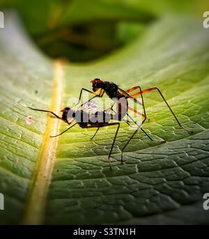 Insects in mating moment Stock Photo - Alamy