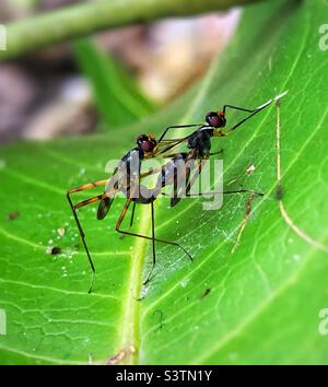 Insects in mating moment Stock Photo - Alamy