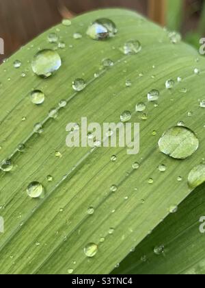 Water droplets on a leaf Stock Photo