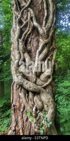 Ivy vines covering a pine tree in a Hampshire forest United Kingdom Stock Photo