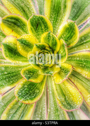 Succulent flower with raindrops . Stock Photo