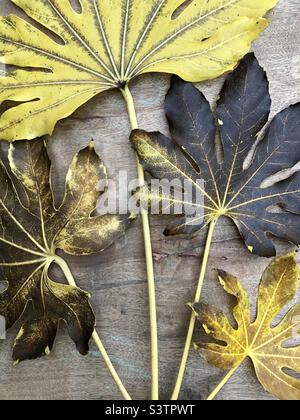 Dead False Castor Oil plant leaves (fatsia japonica) with varying degrees of decay arranged in a fan on a wooden background. Stock Photo