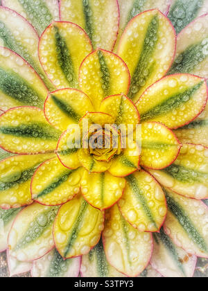 Succulent flower with raindrops. Stock Photo