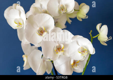 Big white orchid flowers on blue background, closeup Stock Photo