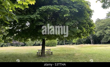 Picnic bench under a tree Stock Photo