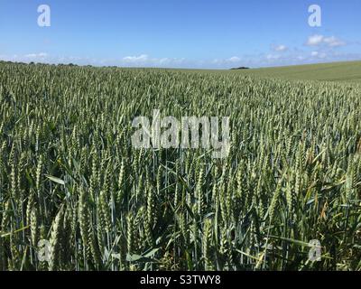 Field of wheat ripens in the summer sun. East Sussex, UK Stock Photo
