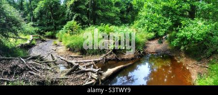 Dried up river bed “Flechs Water” stream drying up in a heatwave exposing the stream bed, pools and fallen branches, in the New Forest National Park Hampshire United Kingdom. July 2022. Stock Photo