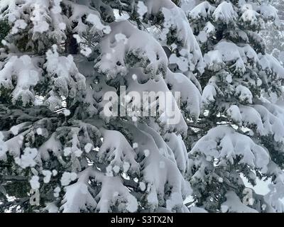 Close up on snow-covered pine tree with big chunks of snow falling in foreground Stock Photo