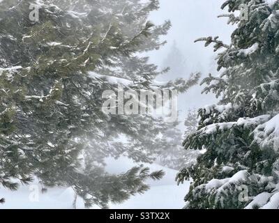 View through snow-covered pine trees with more snow falling in winter landscape Stock Photo