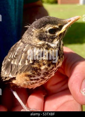 Young Robin found in yard. Stock Photo