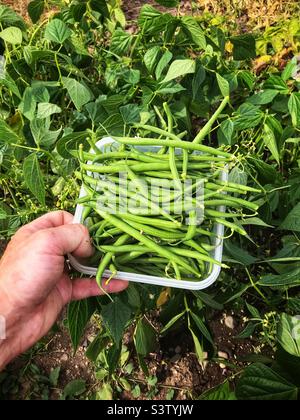 Harvesting organic dwarf French beans in July on a UK garden allotment Stock Photo
