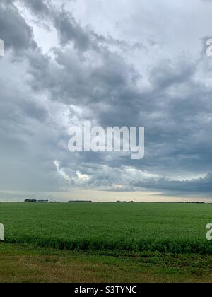 Storm clouds over a pea field in Saskatchewan, Canada Stock Photo