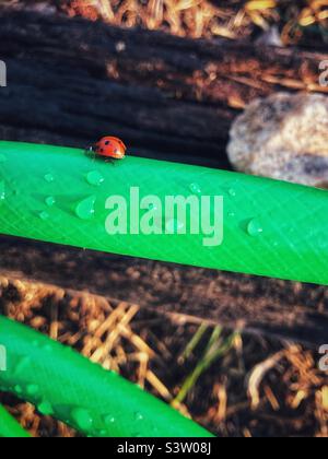 Ladybug on the garden hose Stock Photo