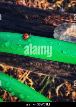 Bright photo of red ladybug on a green garden hose Stock Photo