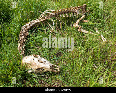 Skeletal remains of muntjac deer Stock Photo