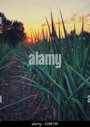 Summer sun setting behind corn field Stock Photo