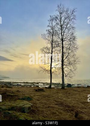 Two barren birch trees leaning together in the haze in front of Mjøsa, the biggest lake in Norway Stock Photo
