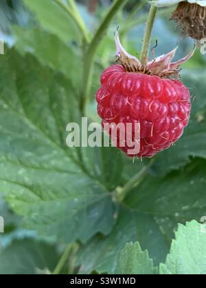 Close-up of a ripe raspberry with greenery in the background Stock Photo