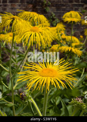 The shaggy yellow flowers of Inula magnifica growing in a UK garden. Stock Photo