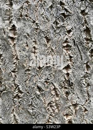 Close up of rough grey tree bark Stock Photo