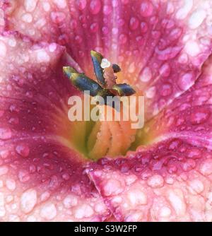 Flower raindrops, sparkles, green, white, fresh, beauty, nature, garden, , pink, yellow, blue, vibrant, chi, life, joy Stock Photo