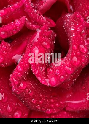 Beautiful red rose close up with raindrops on Stock Photo
