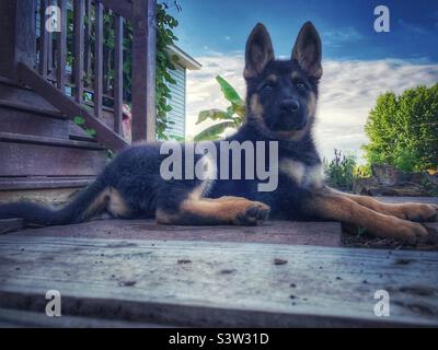 Attentive German Shepherd puppy out in the summer air Stock Photo