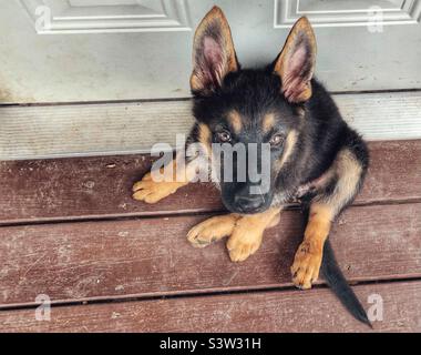 Puppy looking up Stock Photo