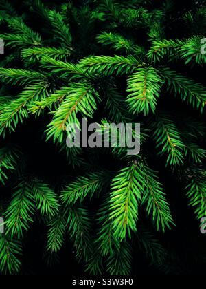 Full frame nature background in a close-up of the lush green leaves and fronds of a Nordic spruce or fir tree with coffee space Stock Photo