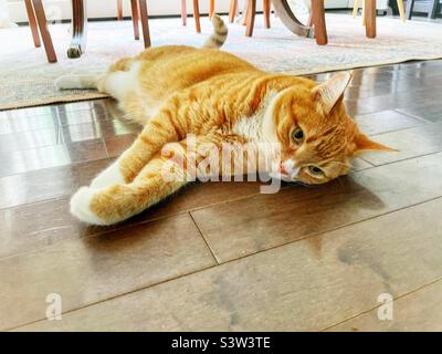 Orange tabby cat relaxing on the floor. Stock Photo