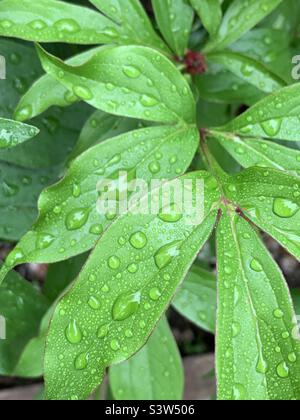 Rain drops on peony leaves Stock Photo
