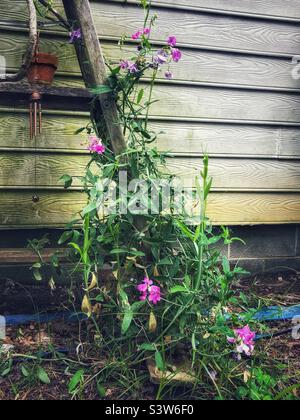 Climbing Sweet Pea vine with blossoms Stock Photo
