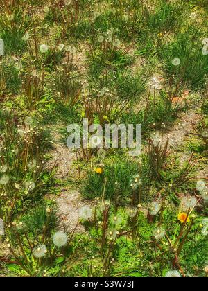 A yard in a residential neighborhood has let their lawn die and be taken over by weeds. Small tufts of grass are overtaken by dandelions going to seed and barren ground. Stock Photo