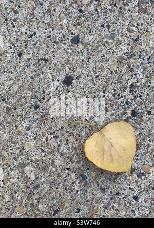 Fallen yellow leaf on concrete Stock Photo