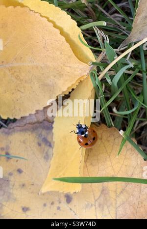 Ladybug crawling on a fallen yellow leaf Stock Photo