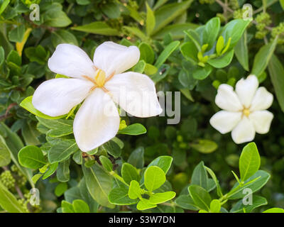 Beautiful white colored and fragrant gardenia flower blossoms. Stock Photo