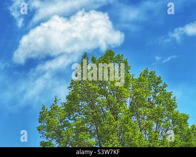 Fair springtime skies over Utah, USA. One of the many beautiful faces Mother Nature wears. Here, a spring tree reaches upward to blue skies with wispy cloud formations. Stock Photo