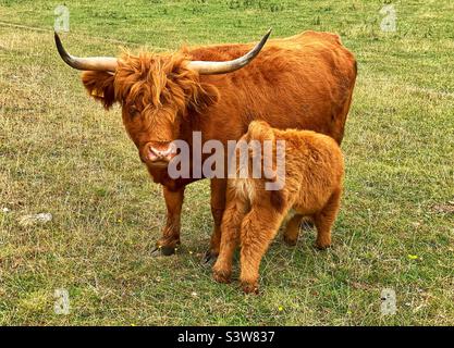 Highland cattle in dorset Stock Photo